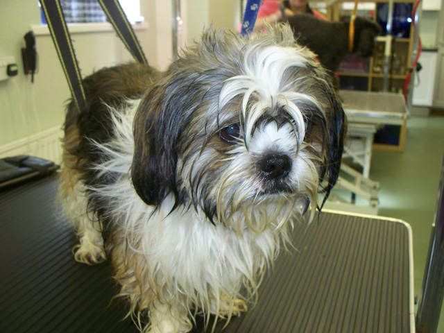 download bowwow grooming download bowwow grooming