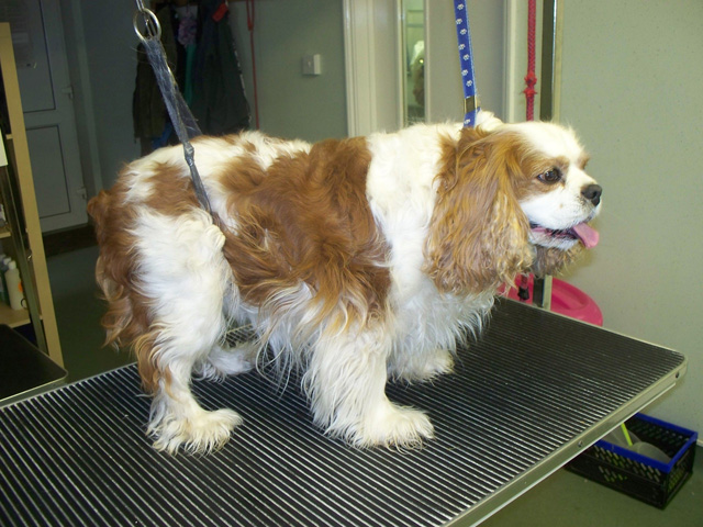 download camp bow wow grooming prices download camp bow wow grooming prices